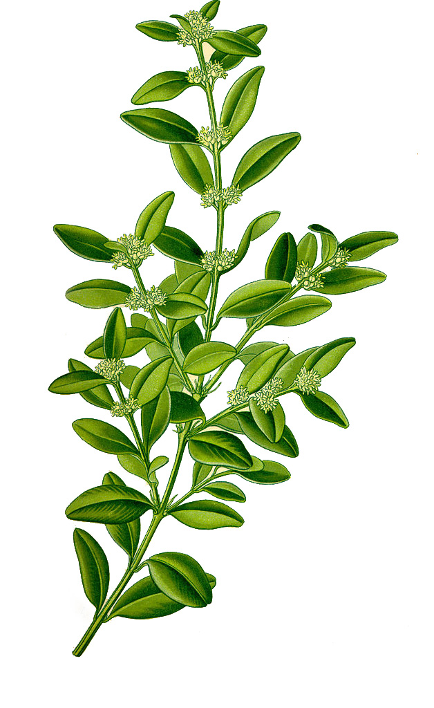 628px-Illustration_Buxus_sempervirens0