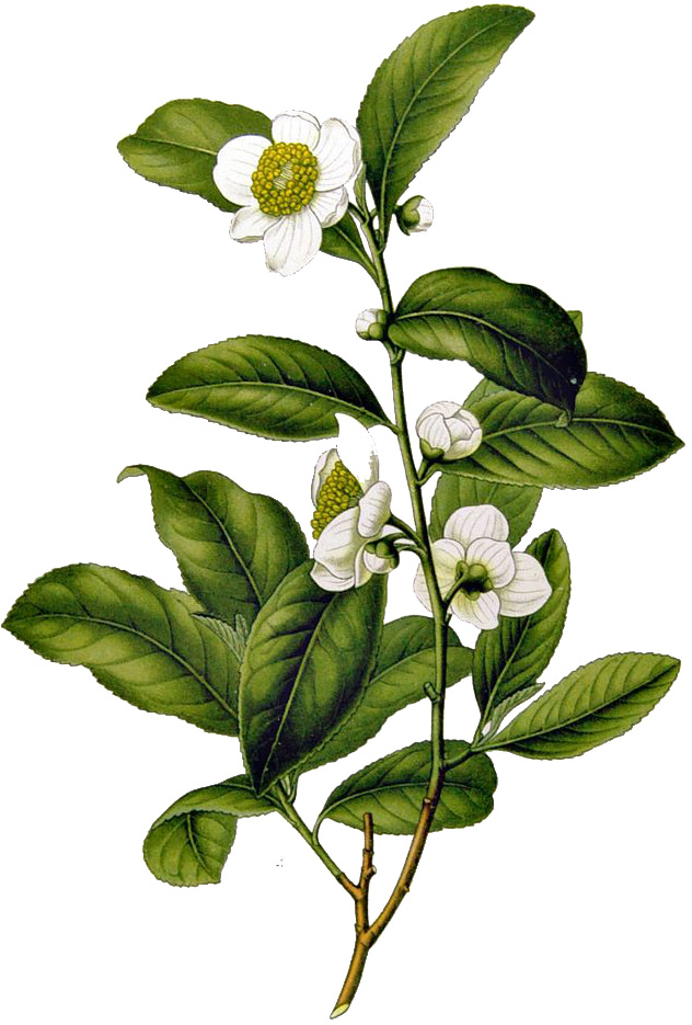 Camellia_sinensis