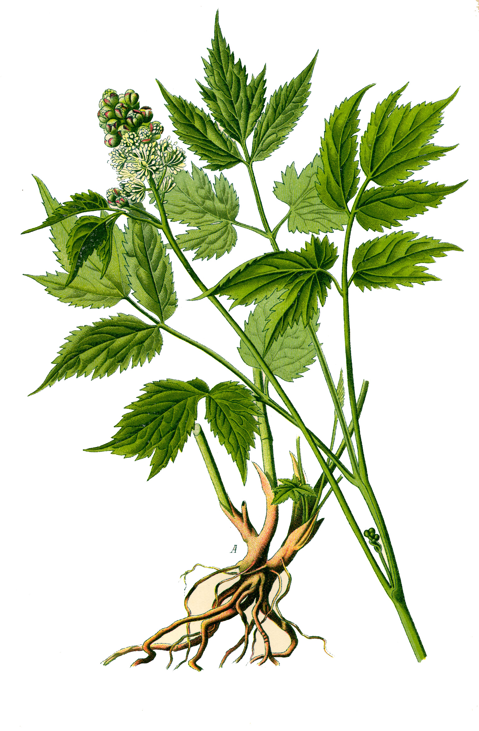 Illustration_Actaea_spicata0