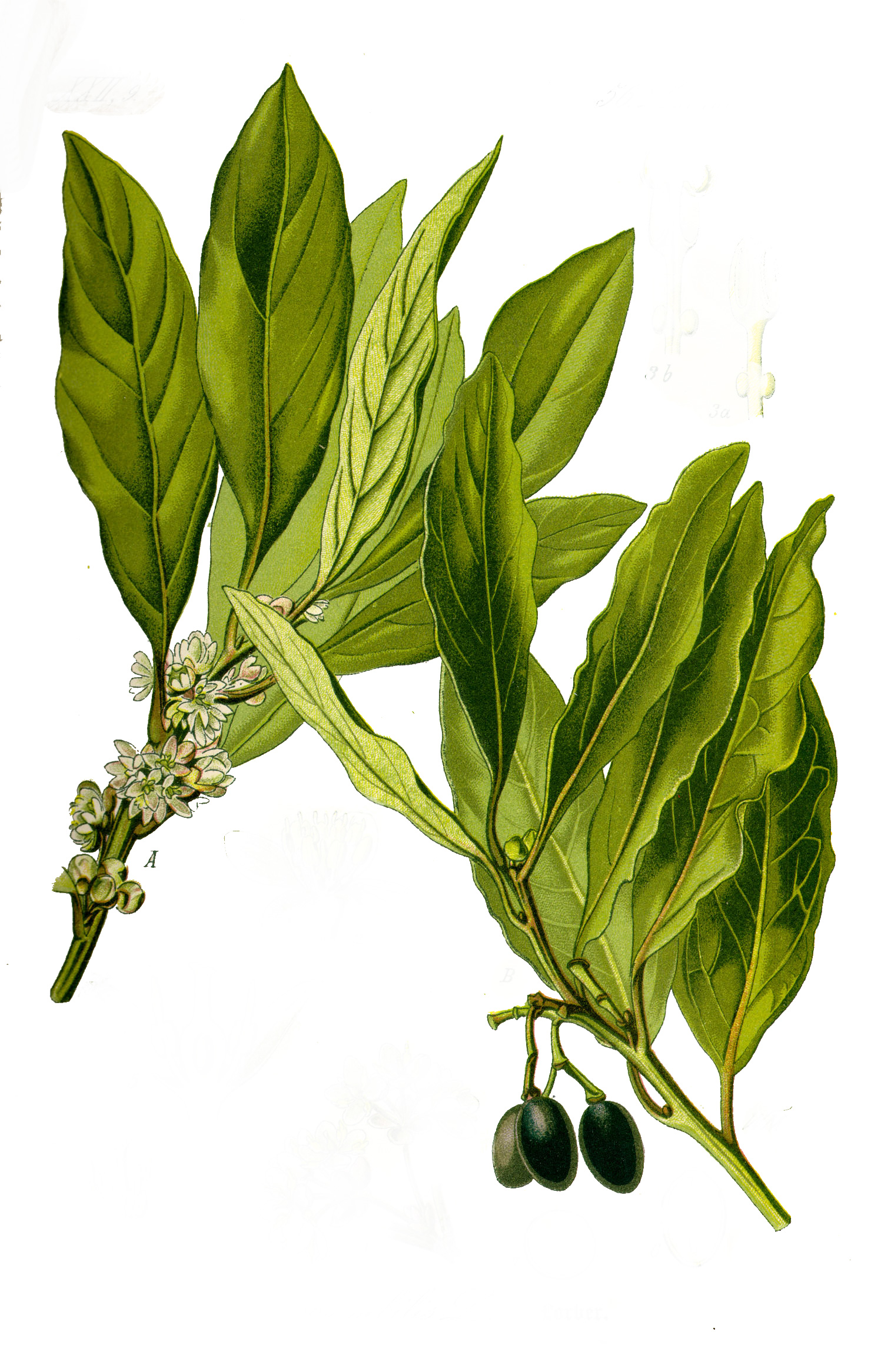 Illustration_Laurus_nobilis0