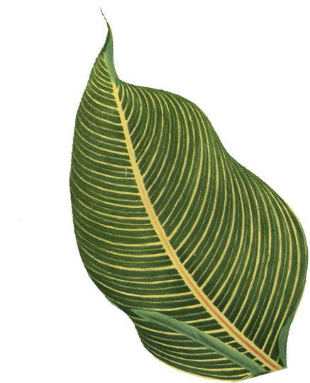 leaf