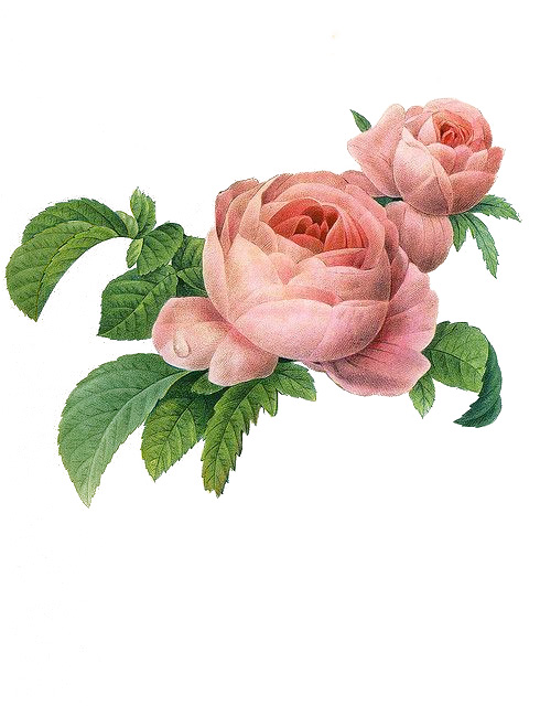 pink_rose